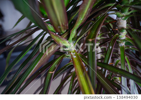 Mealybugs are insects in the Pseudococcidae family Mealybugs are insects in the Pseudococcidae family 138494030