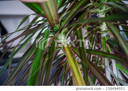 Mealybugs are insects in the Pseudococcidae family Mealybugs are insects in the Pseudococcidae family 138494031