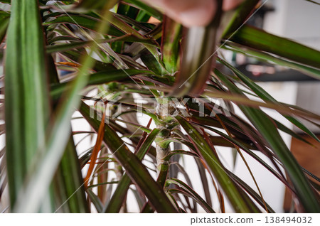 Mealybugs are insects in the Pseudococcidae family Mealybugs are insects in the Pseudococcidae family 138494032