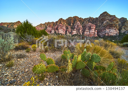 Desert Cactus and Wild Vegetation Framing Red Rock Canyon Cliffs at Sunrise Desert Cactus and Wild Vegetation Framing Red Rock Canyon Cliffs at Sunrise 138494137