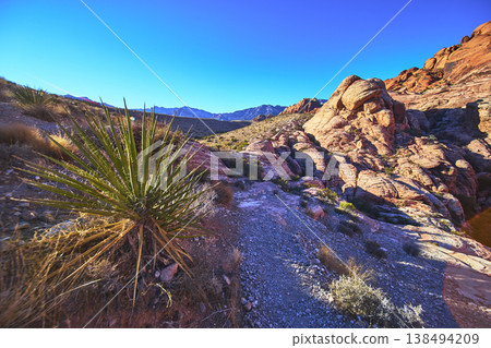 Yucca Plant Red Rock Formations and Mountain Landscape in Nevada Desert 138494209