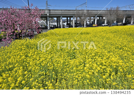 油菜花、櫻花和盛開的桃花 138494235