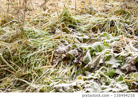 Close up view of green and brown leaves covered with a thick layer of white frost. Winter season nature background pattern for cold weather concept. Close up view of green and brown leaves covered with a thick layer of white frost. Winter season nature background pattern for cold weather concept. 138494238
