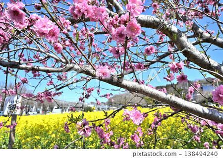 油菜花、櫻花和盛開的桃花 138494240
