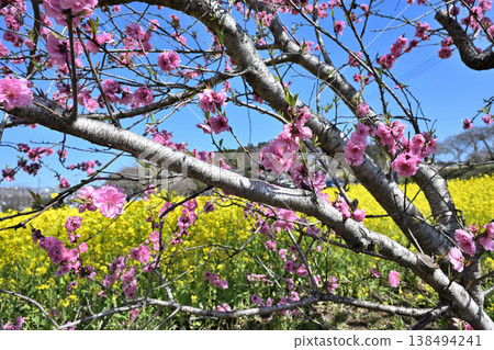 油菜花、櫻花和盛開的桃花 油菜花、櫻花和盛開的桃花 138494241