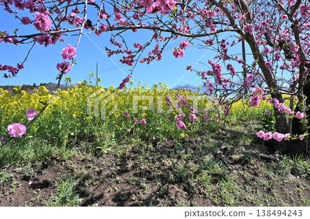 油菜花、櫻花和盛開的桃花 油菜花、櫻花和盛開的桃花 138494243