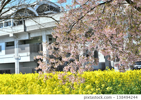 油菜花、櫻花和盛開的桃花 油菜花、櫻花和盛開的桃花 138494244