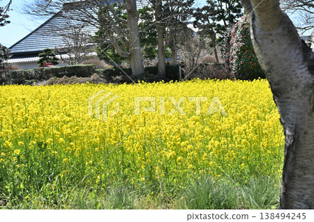 油菜花、櫻花和盛開的桃花 138494245