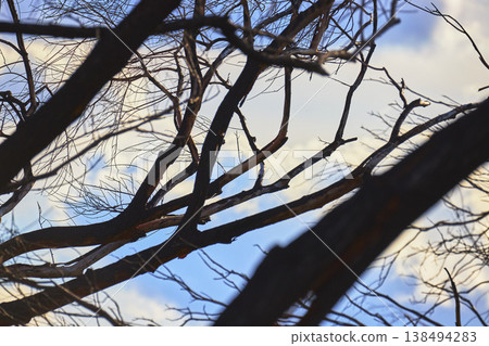Bare Tree Branches Silhouetted Against Soft Sky Wetlands Park Nature Bare Tree Branches Silhouetted Against Soft Sky Wetlands Park Nature 138494283
