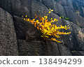 Yellow trees growing on stone walls 138494299