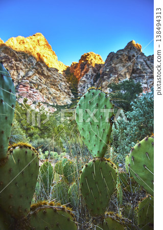 Prickly Pear Cactus and Sunlit Cliffs in Desert Landscape at Golden Hour Prickly Pear Cactus and Sunlit Cliffs in Desert Landscape at Golden Hour 138494313
