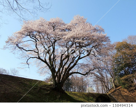宇治國櫻花樹（江戶彼岸櫻花） 138494314
