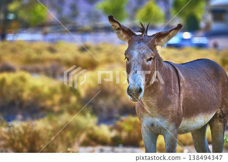 Wild Burro in Sunlit Nevada Desert Animal Wildlife in Beatty Donkey Close Up 138494347