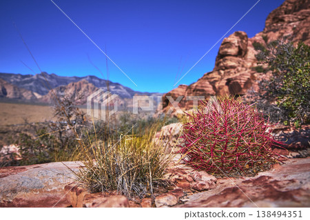 Fire Barrel Cactus and Calico Rocks in Red Rock Canyon Desert Landscape 138494351