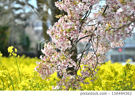 油菜花、櫻花和盛開的桃花 油菜花、櫻花和盛開的桃花 138494362