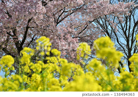 油菜花、櫻花和盛開的桃花 油菜花、櫻花和盛開的桃花 138494363