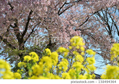 油菜花、櫻花和盛開的桃花 油菜花、櫻花和盛開的桃花 138494364