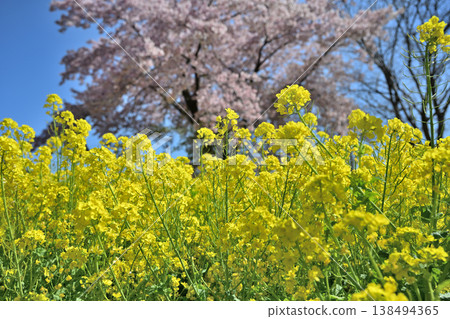 油菜花、櫻花和盛開的桃花 油菜花、櫻花和盛開的桃花 138494365