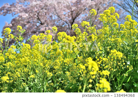 油菜花、櫻花和盛開的桃花 油菜花、櫻花和盛開的桃花 138494368