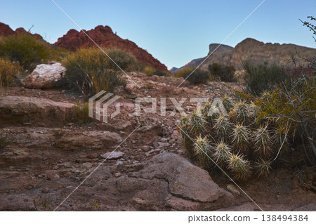 Cactus and Desert Shrubs on Rocky Trail Red Rock Canyon Nevada Landscape 138494384