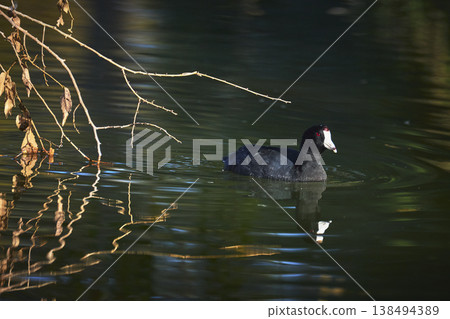Golden Hour Bird on Water with Reflections and Autumn Branches at Floyd Lamb Park 138494389