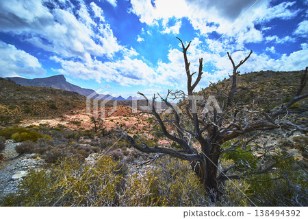 Desert Tree and Dramatic Sky in Red Rock Canyon Nevada Scenic Landscape Desert Tree and Dramatic Sky in Red Rock Canyon Nevada Scenic Landscape 138494392