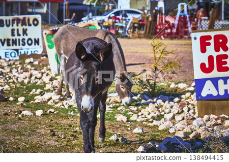 Wild Burros Roaming Colorful Roadside in Beatty Nevada with Signs and Rocky Ground Wild Burros Roaming Colorful Roadside in Beatty Nevada with Signs and Rocky Ground 138494415