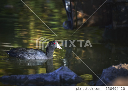 Golden Hour Water Bird Swimming in Reflected Pond Light with Natural Stone Detail Golden Hour Water Bird Swimming in Reflected Pond Light with Natural Stone Detail 138494420