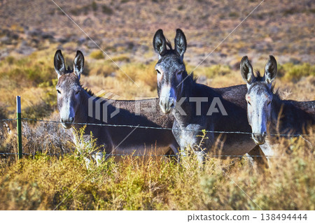 Wild Burros Behind Fence in Nevada Desert with Dry Grasses and Sunlit Hills Wild Burros Behind Fence in Nevada Desert with Dry Grasses and Sunlit Hills 138494444
