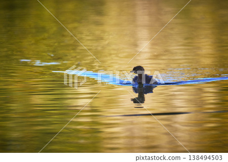 Baby Bird Swimming in Golden Hour Reflections on Calm Pond Water 138494503