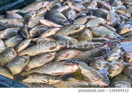 Fresh catch.River fish crucian carp on counter at market 138494512