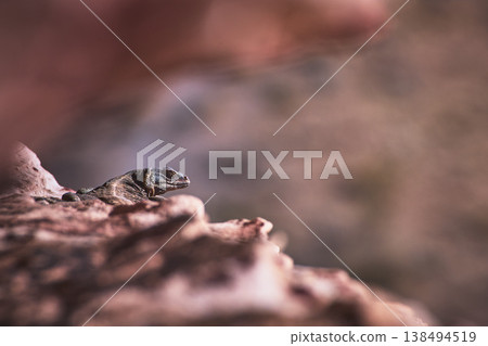 Lizard Resting on Sunlit Calico Rock in Desert Environment with Soft Blurred Background 138494519