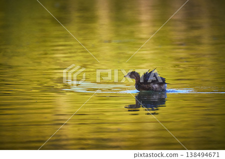 Baby Bird Swimming in Golden Hour Pond with Reflection and Ripples Baby Bird Swimming in Golden Hour Pond with Reflection and Ripples 138494671