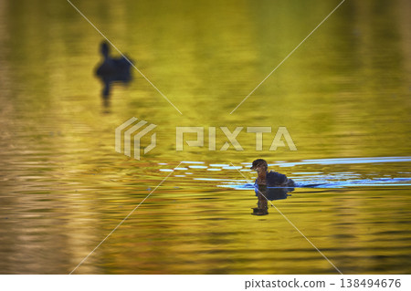 Baby Bird Swimming in Golden Hour Light with Pond Reflection Baby Bird Swimming in Golden Hour Light with Pond Reflection 138494676