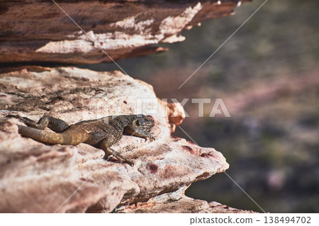 Lizard Resting on Sunlit Calico Rock in Desert Landscape Lizard Resting on Sunlit Calico Rock in Desert Landscape 138494702