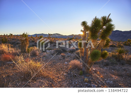 Joshua Tree and Sunburst in Nevada Desert Landscape at Sunset Joshua Tree and Sunburst in Nevada Desert Landscape at Sunset 138494722