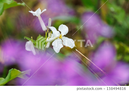 White wallflowers stand out against the purple background. 138494816