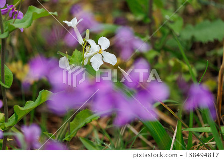 White wallflowers stand out against the purple background. White wallflowers stand out against the purple background. 138494817