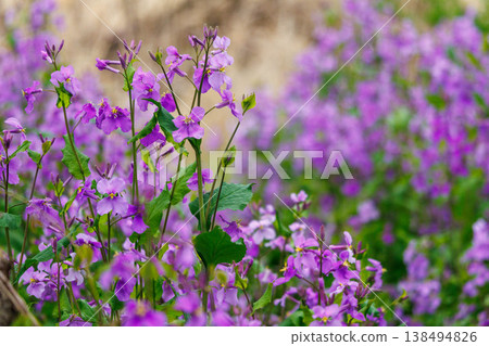 Large-flowered wallflowers blooming in a spring field 138494826