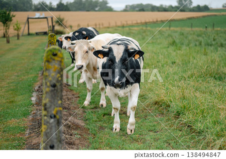 Brown Cow Grazing on green meadow Brown Cow Grazing on green meadow 138494847