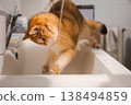 Cute Orange Tabby Cat 138494859