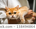 Cute Orange Tabby Cat 138494864