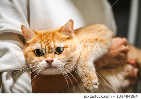 Cute Orange Tabby Cat 138494864
