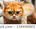 Cute Orange Tabby Cat 138494865