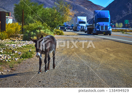 Wild Burro Walking Along Desert Roadside with Trucks in Rural Nevada Wild Burro Walking Along Desert Roadside with Trucks in Rural Nevada 138494929