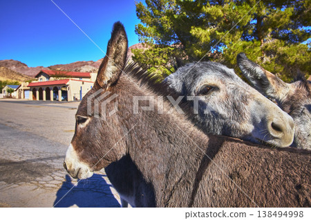 Wild Burros on Road in Beatty Nevada with Small Town and Desert Mountain Background Wild Burros on Road in Beatty Nevada with Small Town and Desert Mountain Background 138494998
