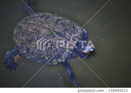 Turtle Swimming in Murky Wetlands Water Close Up Animal Wildlife Nature Turtle Swimming in Murky Wetlands Water Close Up Animal Wildlife Nature 138495013
