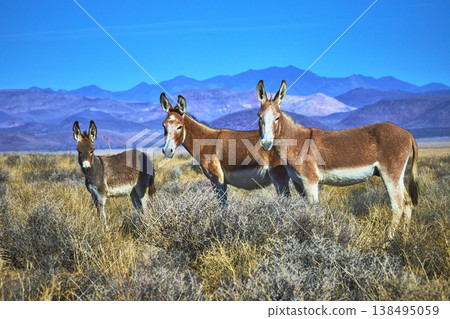 Wild Burros Standing in Nevada Desert with Mountain Landscape and Dry Grass Wild Burros Standing in Nevada Desert with Mountain Landscape and Dry Grass 138495059