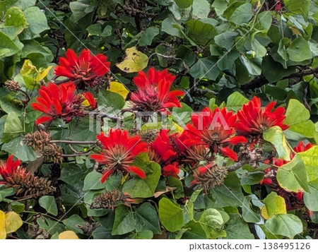 沖繩風景中的一棵開著紅色花朵的珊瑚樹。 138495126