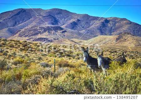 Wild Burros in Nevada Desert Landscape with Mountain Backdrop and Dry Sagebrush 138495207